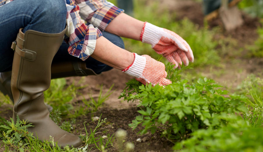 How Gardening Can Help Reduce Stress
