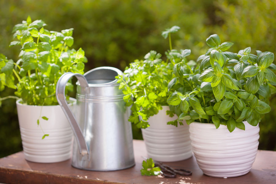 growing your own herbs
