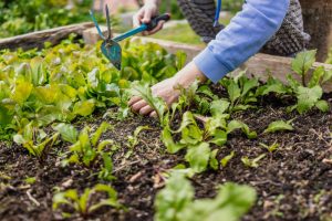 10 Reasons To Choose A Raised Garden Bed