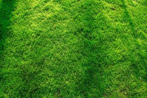 Topdressing with Top Soil The Secret to a Healthier and More Beautiful Lawn - lowres