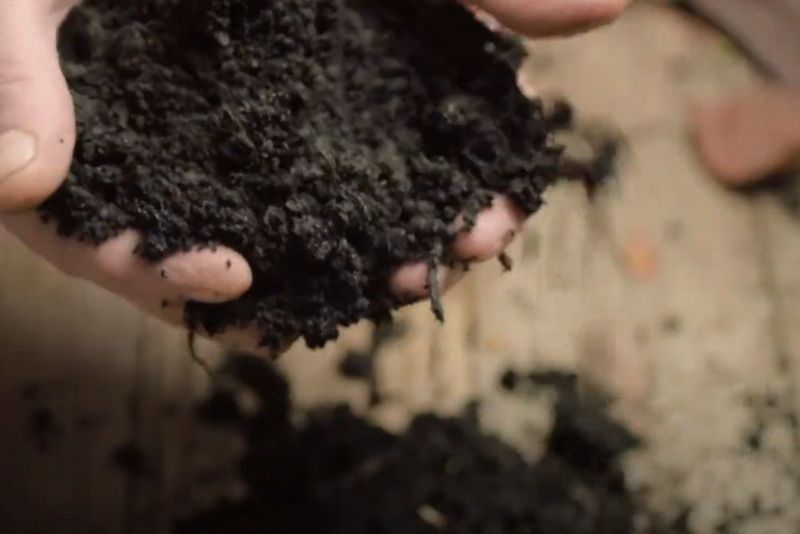 Sugar Cane Mulch Improves Soil Quality & Fertility