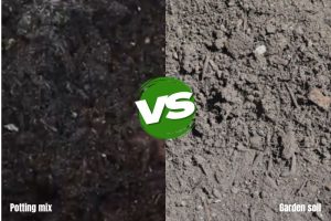 Potting Mix Vs Garden Soil