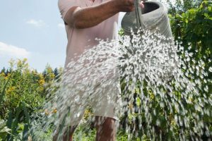 How to Choose the Right Type Of Fertiliser